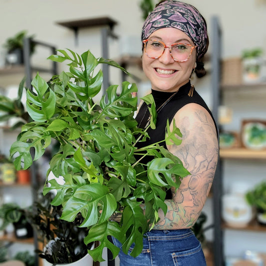 Mounting a Staghorn Fern Class: Thursday June 27 from 6 - 8pm - Eccentric Garden