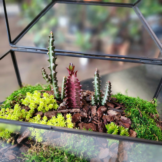 Succulent Terrarium Workshop - Thursday June 12th from 6 - 8pm - Eccentric Garden