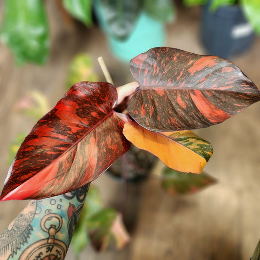 How to Quarantine New Houseplants