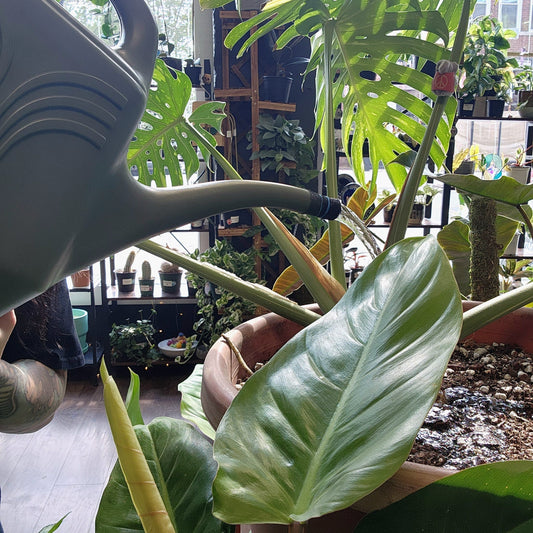 The 2 Most Fundamental Things for Plant Health