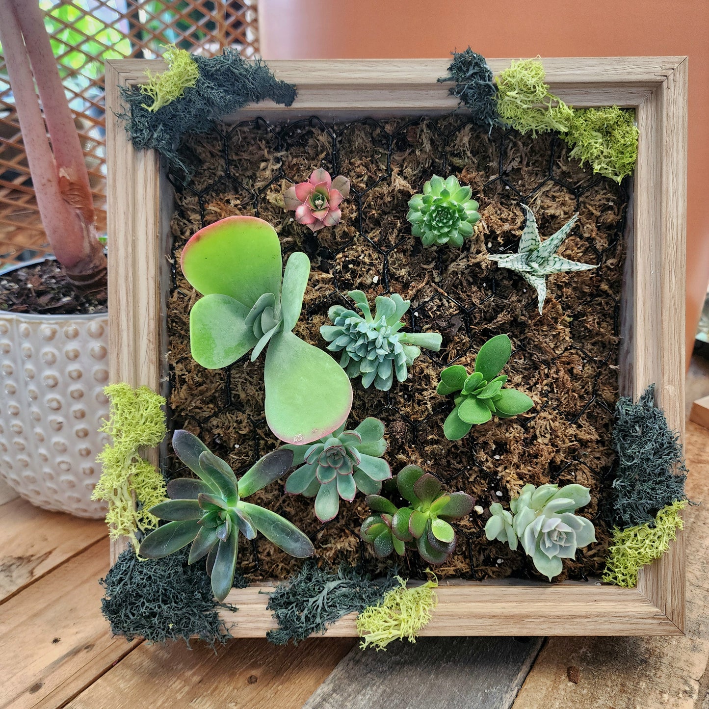 Live Succulent Shadow Box Class: Thursday August 1st, 6-8pm