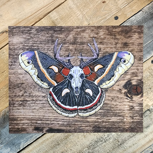 Cecropia Moth Painting Reproduction on Paper