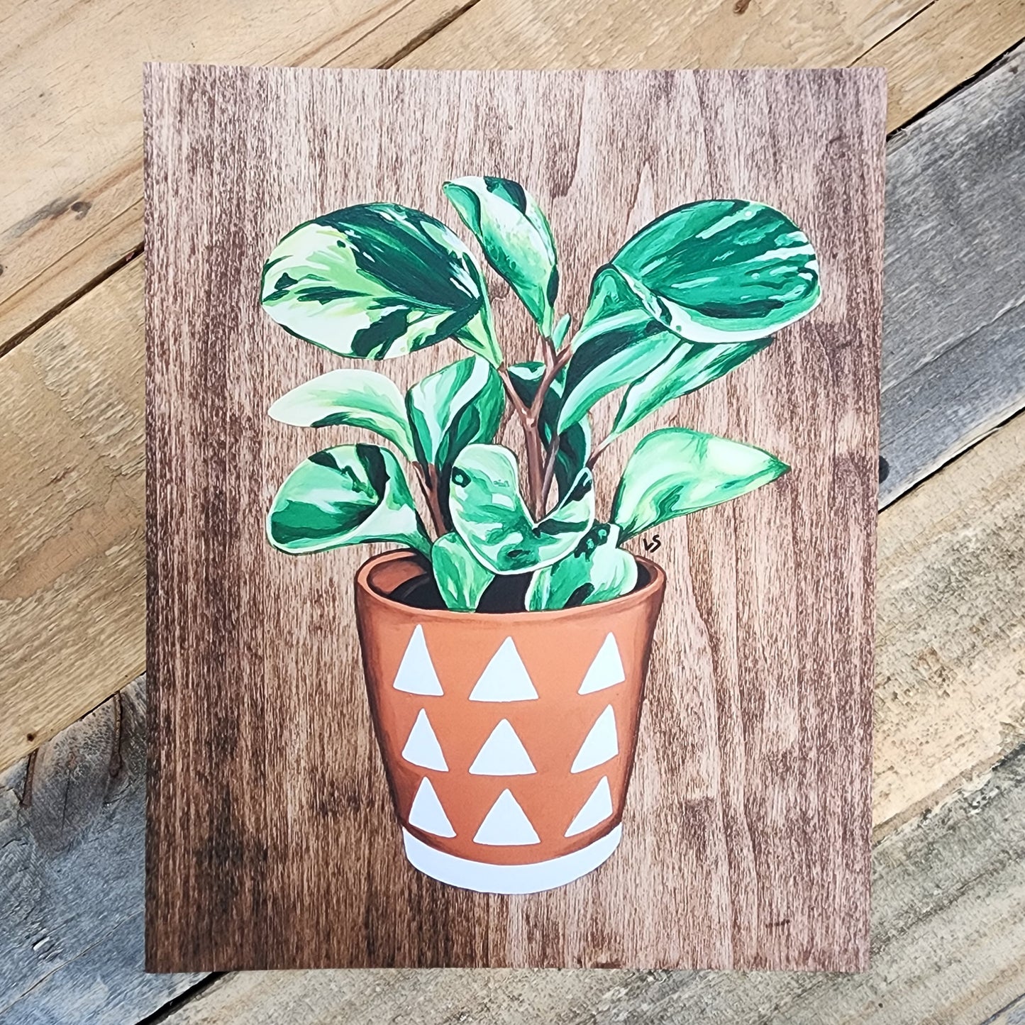 Peperomia Painting Reproduction on Paper