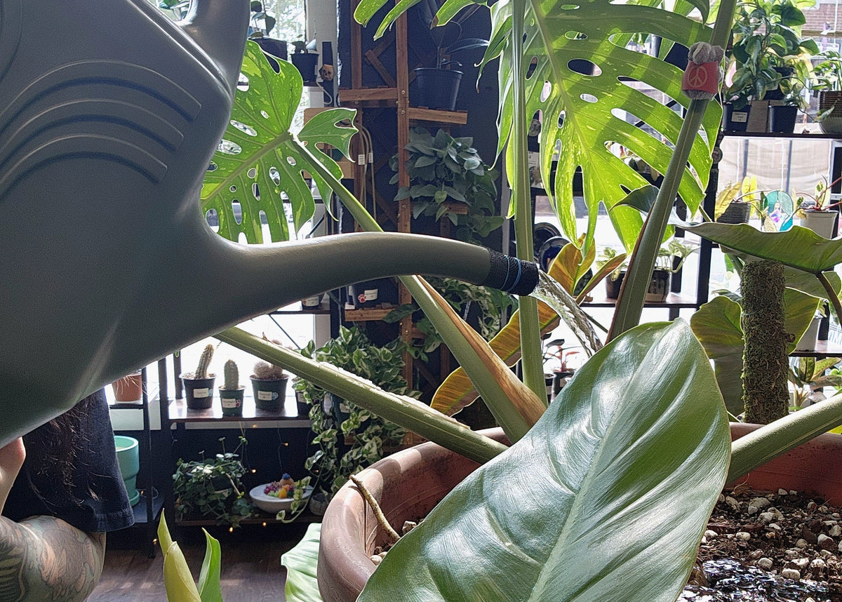 A close-up of a person watering a large green houseplant with a matte gray watering can. The plant has broad glossy leaves and is in a terracotta-colored pot, with other potted plants and shelving visible in the background.