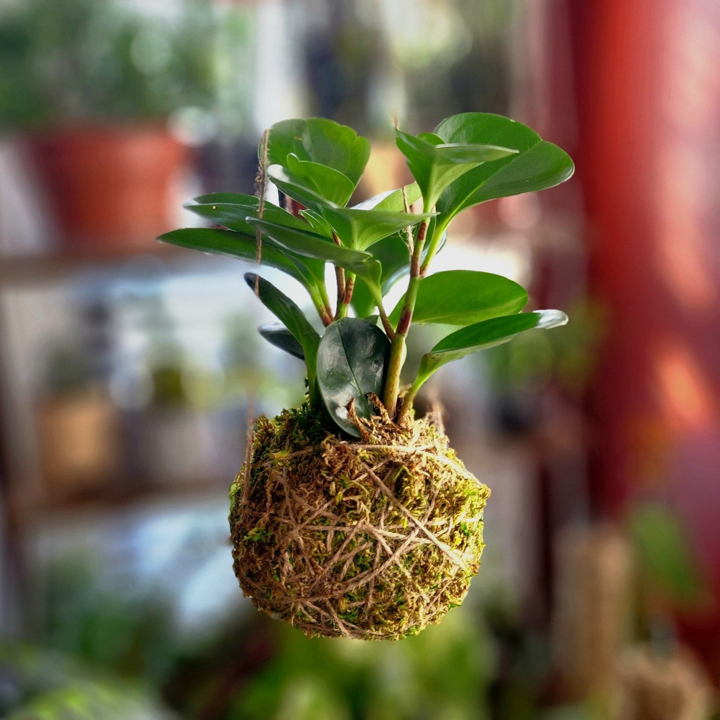 Kokedama Class Saturday February 1 - 4pm - 6pm - Eccentric Garden