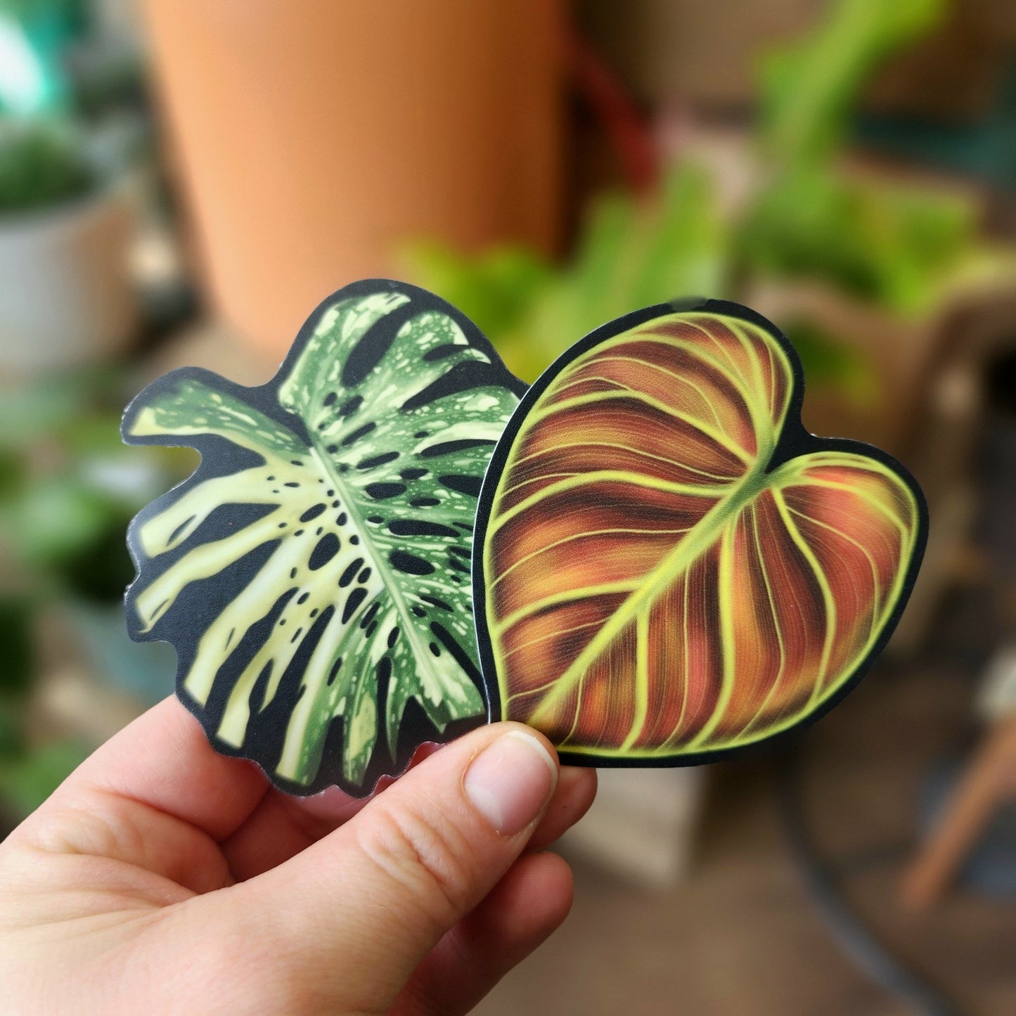 Monstera Thai Constellation Sticker - Eccentric Garden