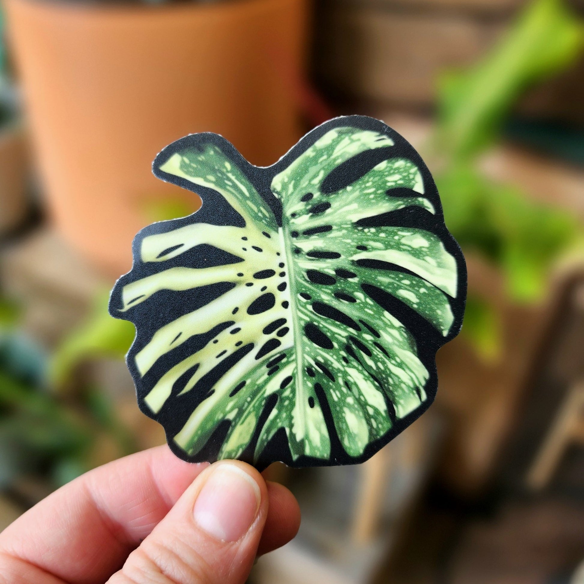 Monstera Thai Constellation Sticker - Eccentric Garden