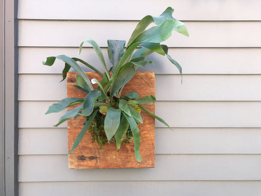 Mounting a Staghorn Fern Class - Eccentric Garden