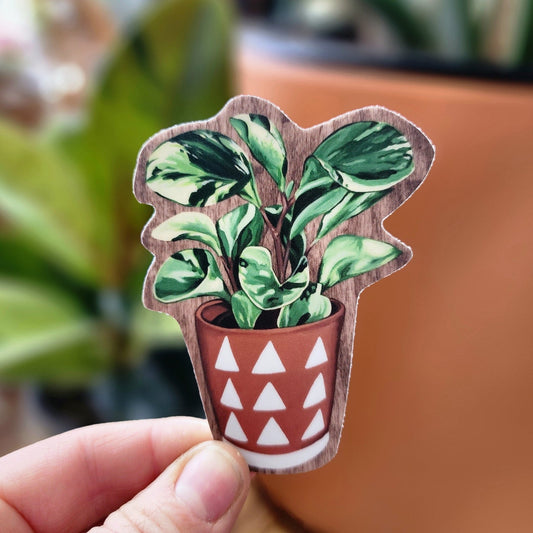 Peperomia Sticker - Eccentric Garden