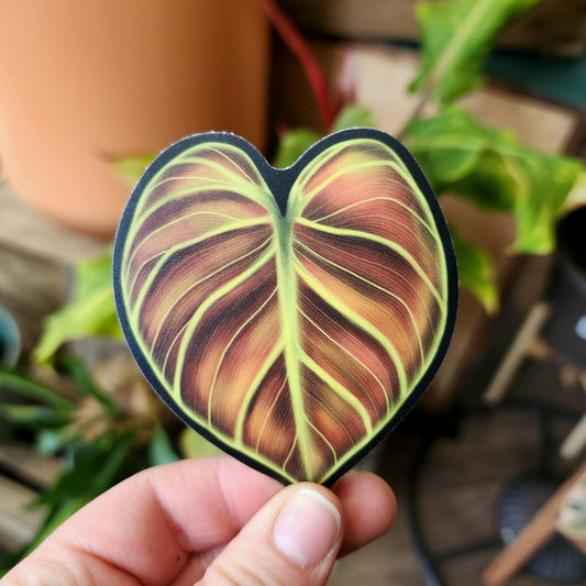 Philodendron El Choco Red Sticker - Eccentric Garden