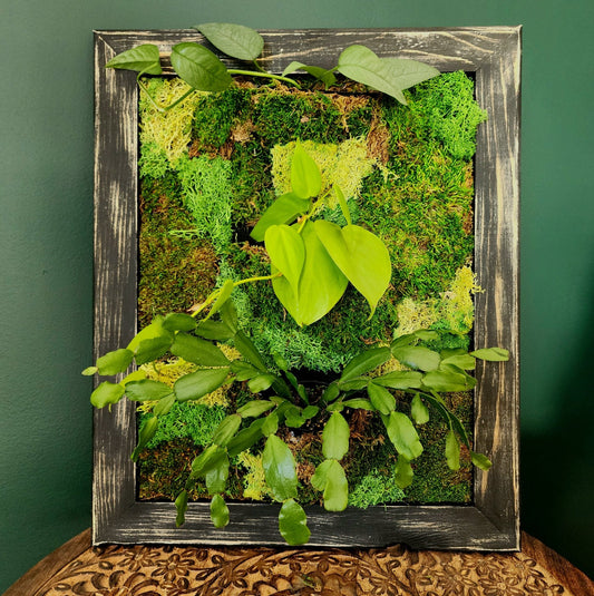 Plant Pocket Moss Wall Art Workshop - Saturday March 1st 4 - 6pm - Eccentric Garden