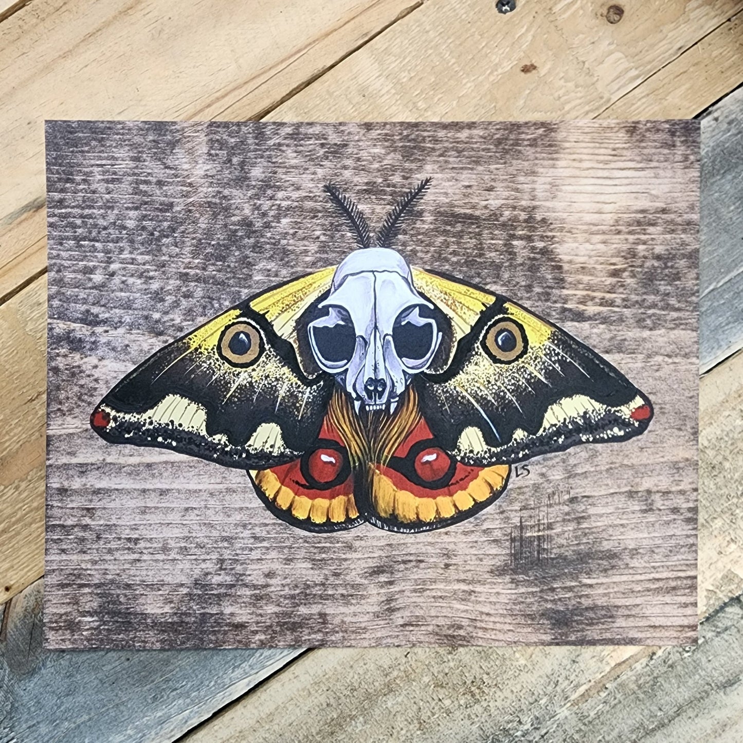 Saturniid Moth Painting Reproduction on Paper - Eccentric Garden