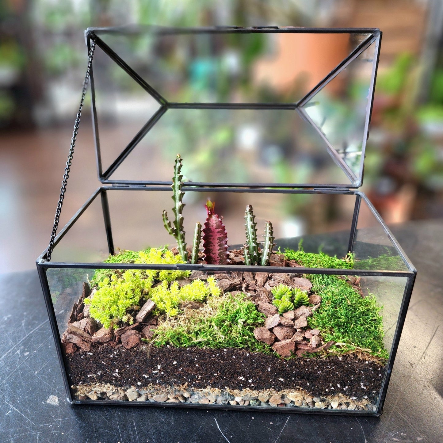 Succulent Terrarium Workshop - Thursday June 12th from 6 - 8pm - Eccentric Garden